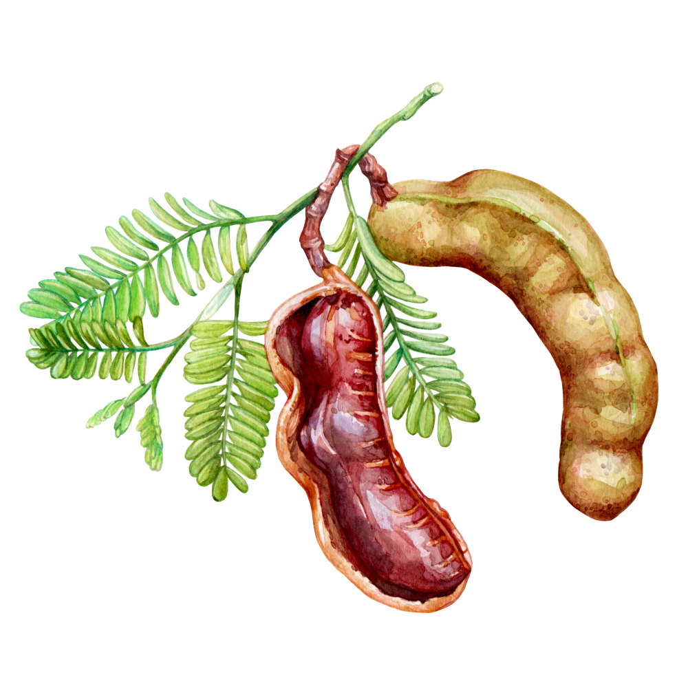 Tamarind