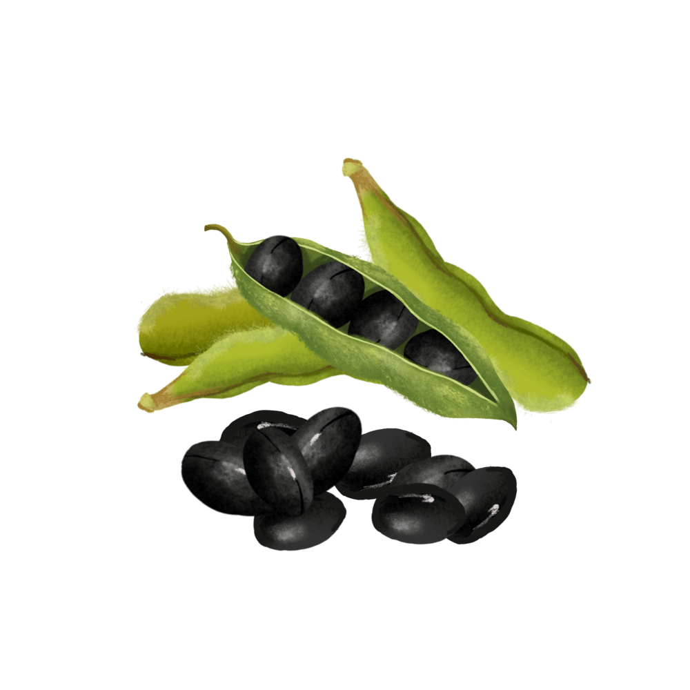 Black Soybean