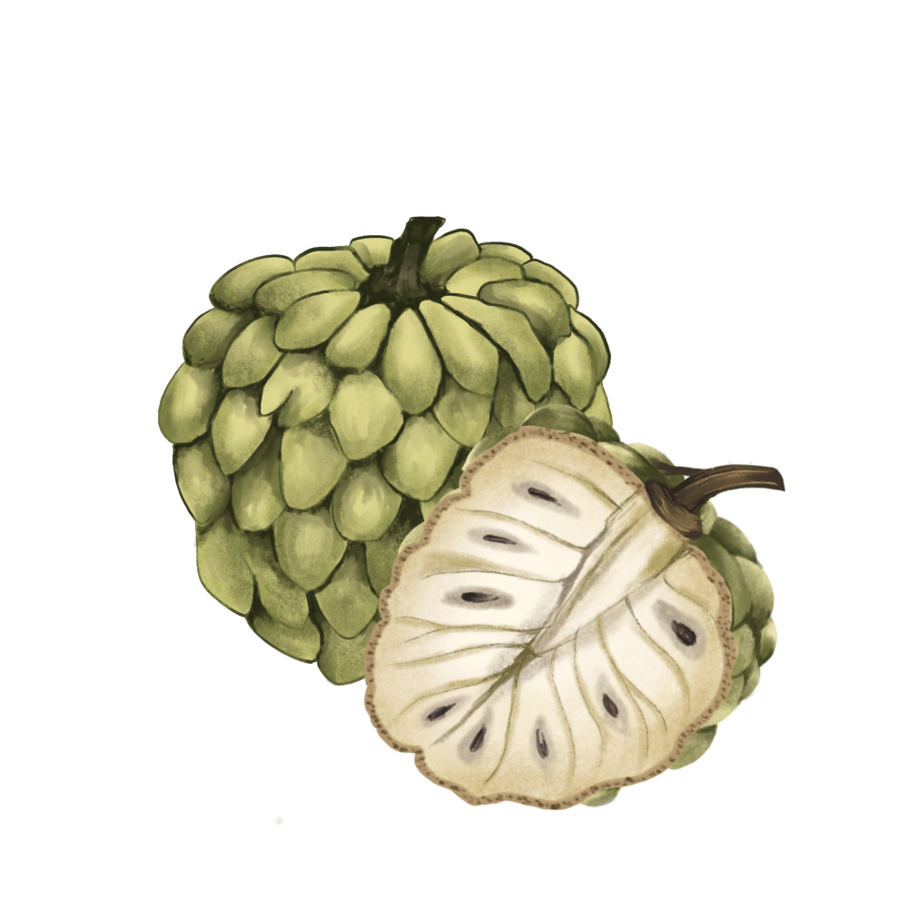 Custard Apple