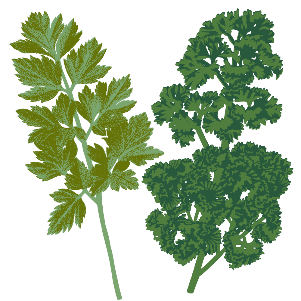 Parsley