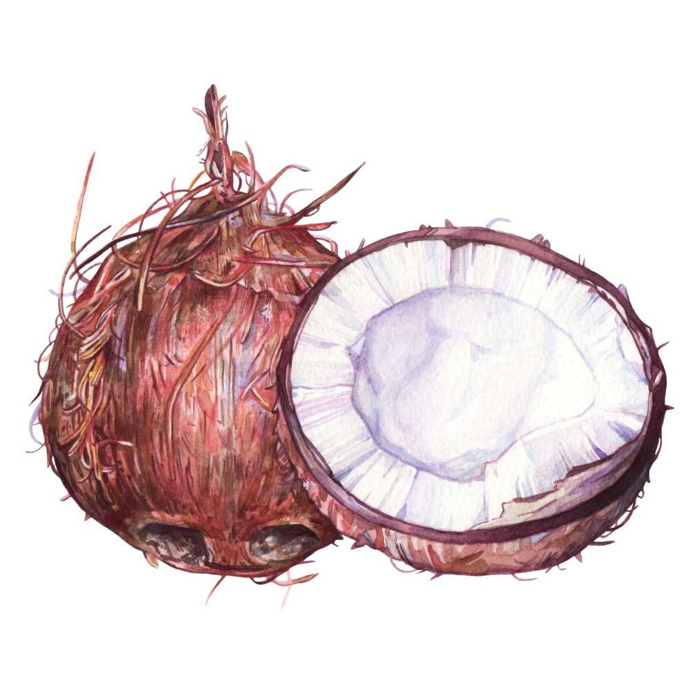 Coconut
