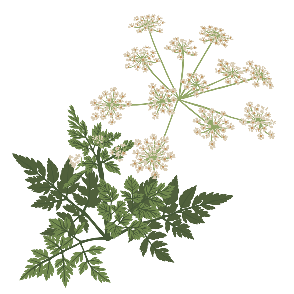 Chervil