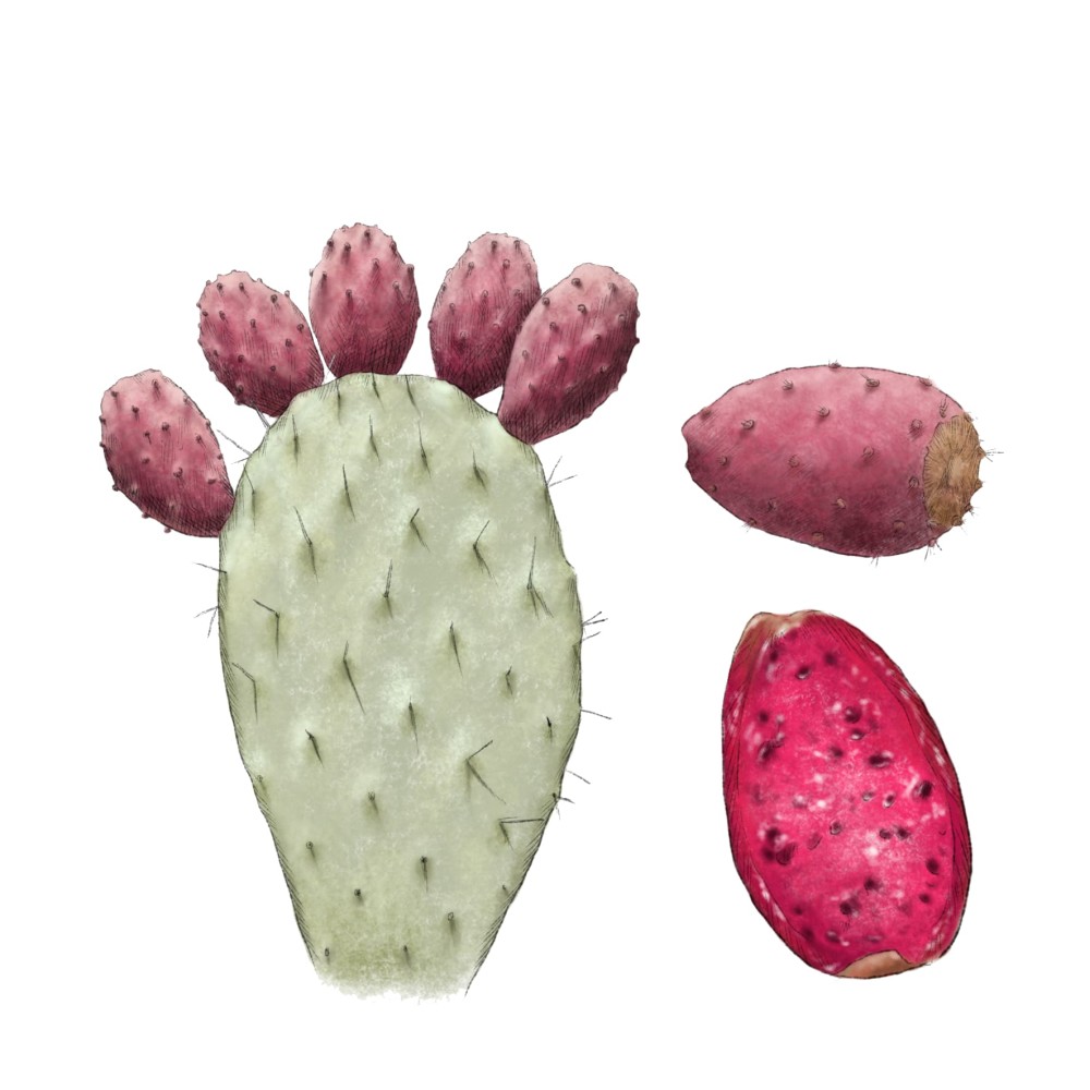 Prickly Pear