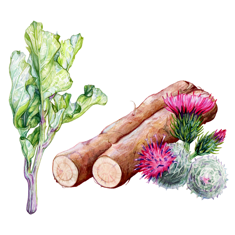 Burdock