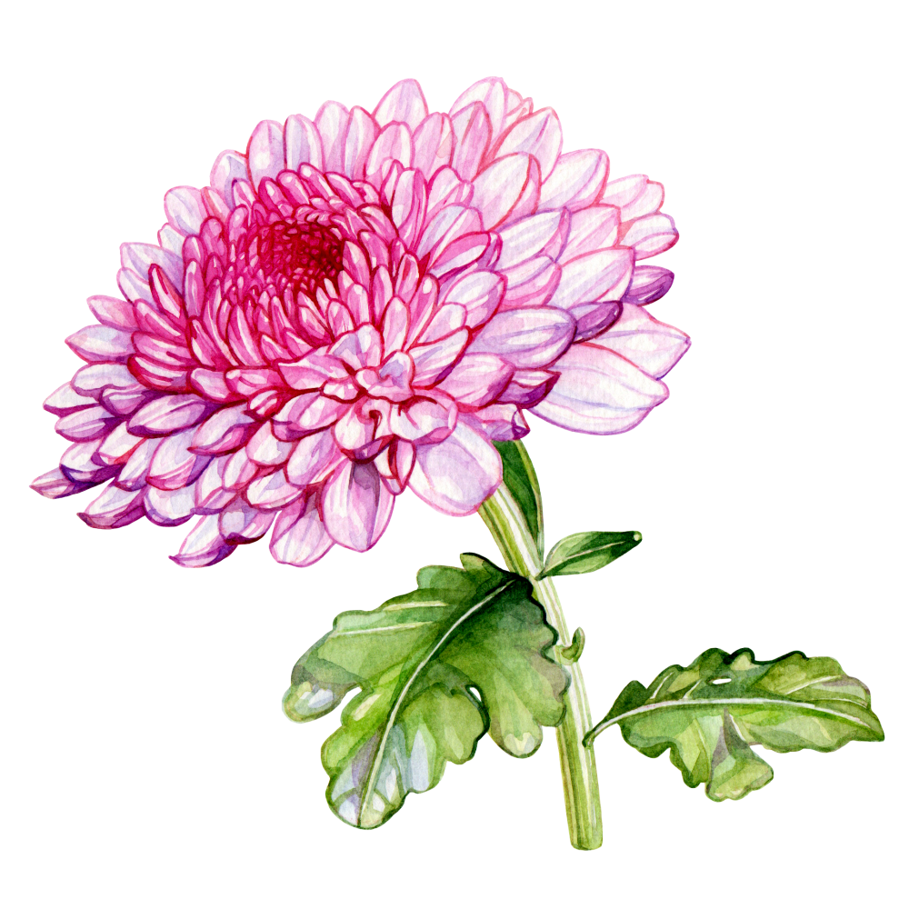 Chrysanthemum