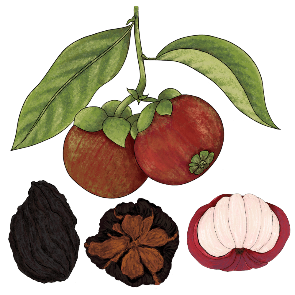 Kokum