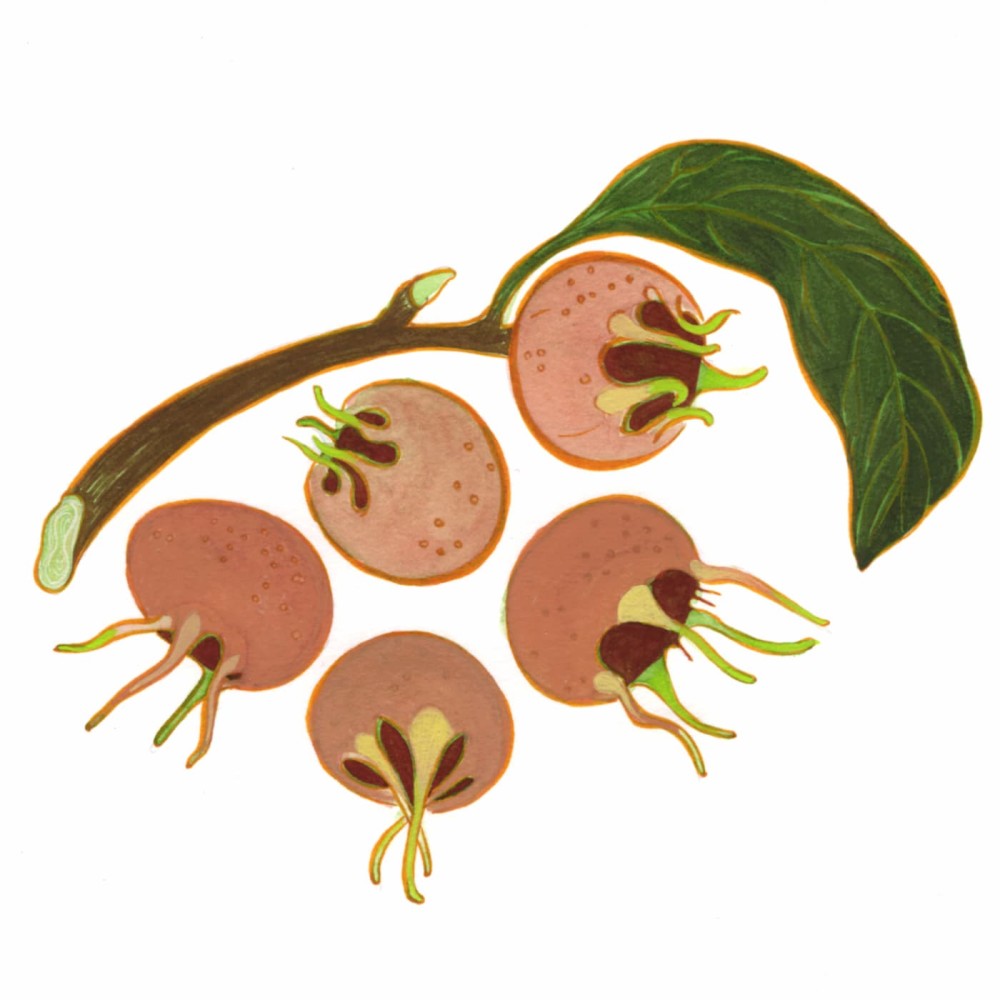 Medlar