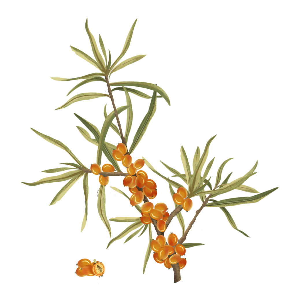 Sea Buckthorn