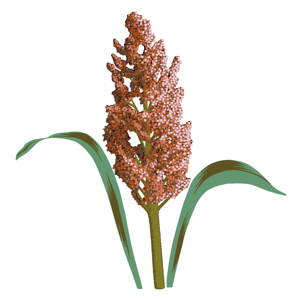 Sorghum