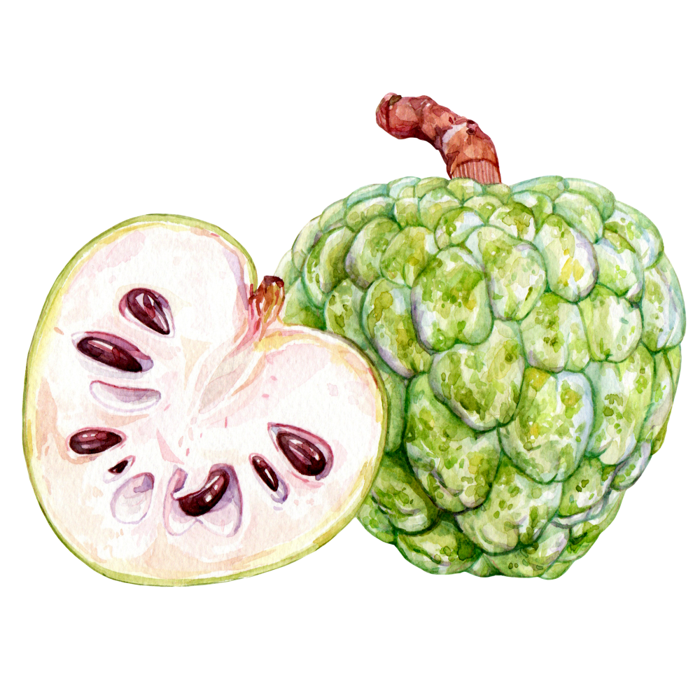 Cherimoya