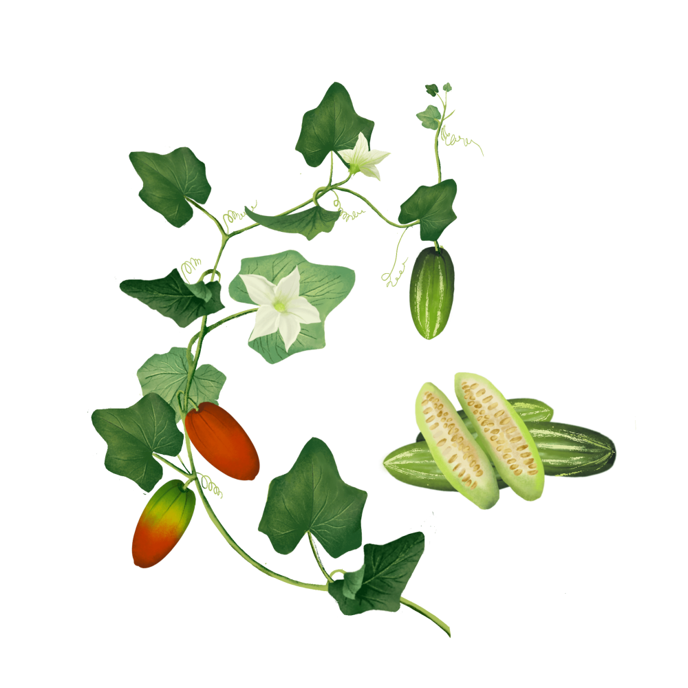 Ivy Gourd