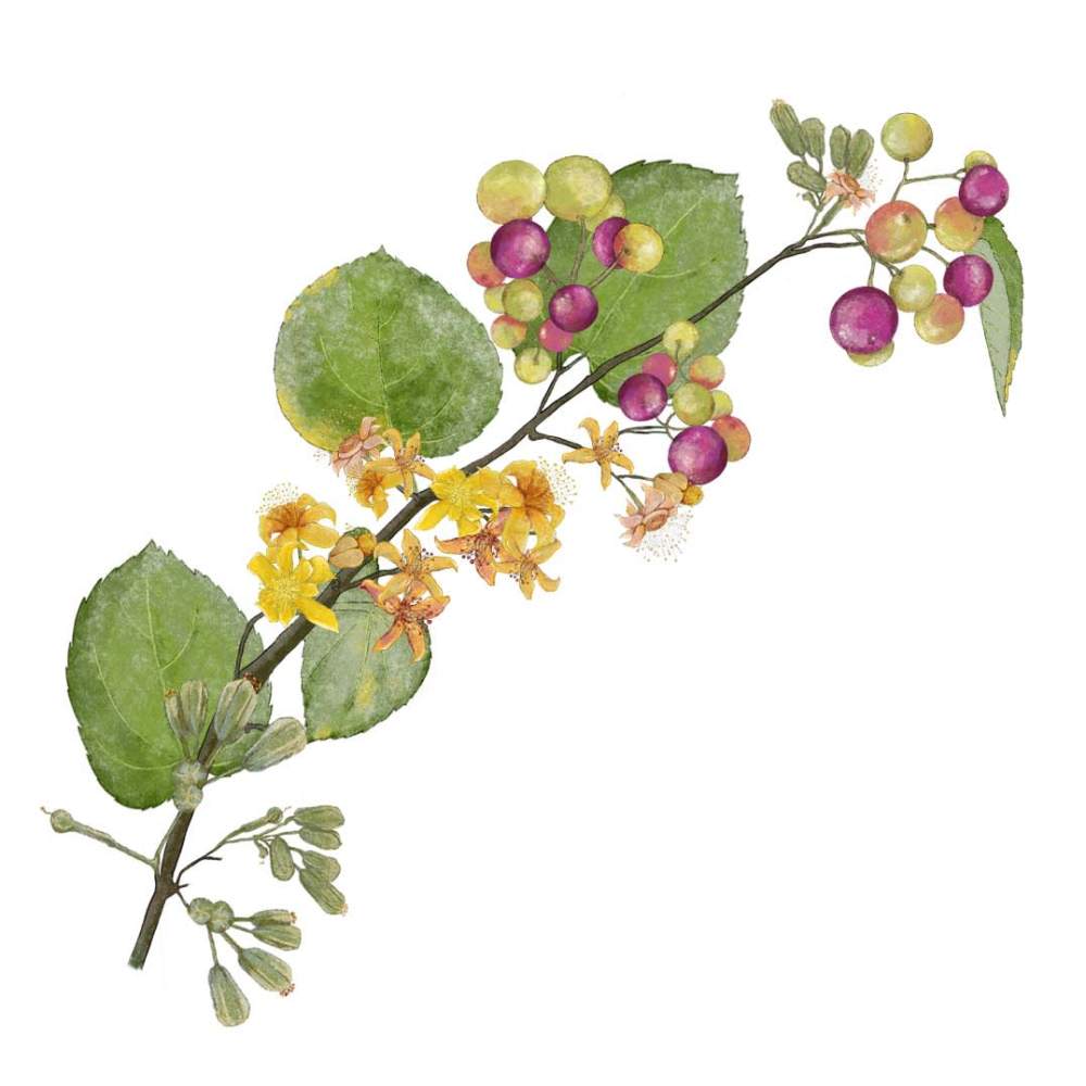 Phalsa