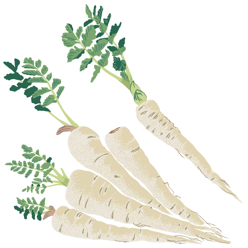 Parsnip