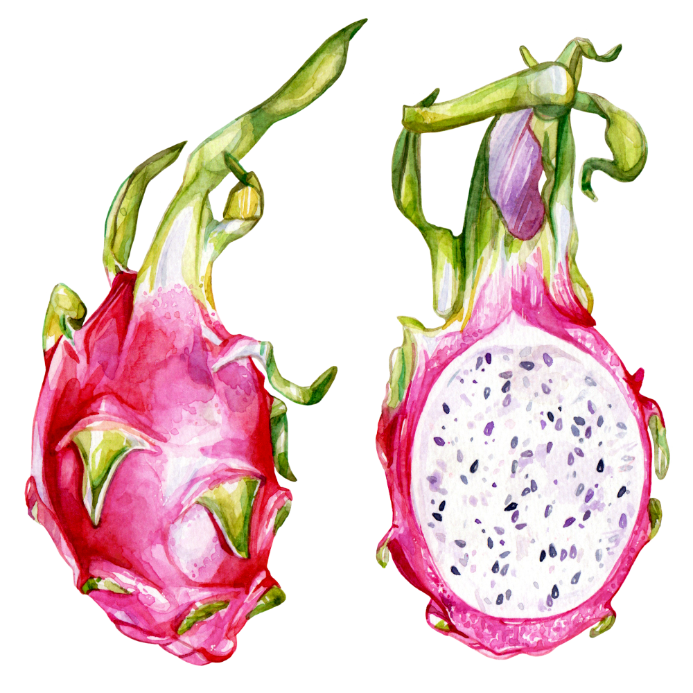 Dragon Fruit | RoundGlass Living