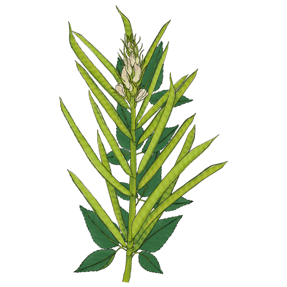 Guar