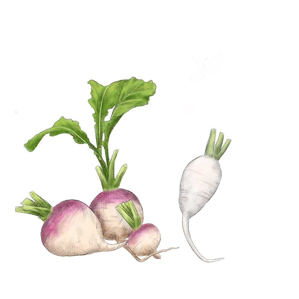 How to draw a turnip step by step  Vegetable drawing for beginners   YouTube