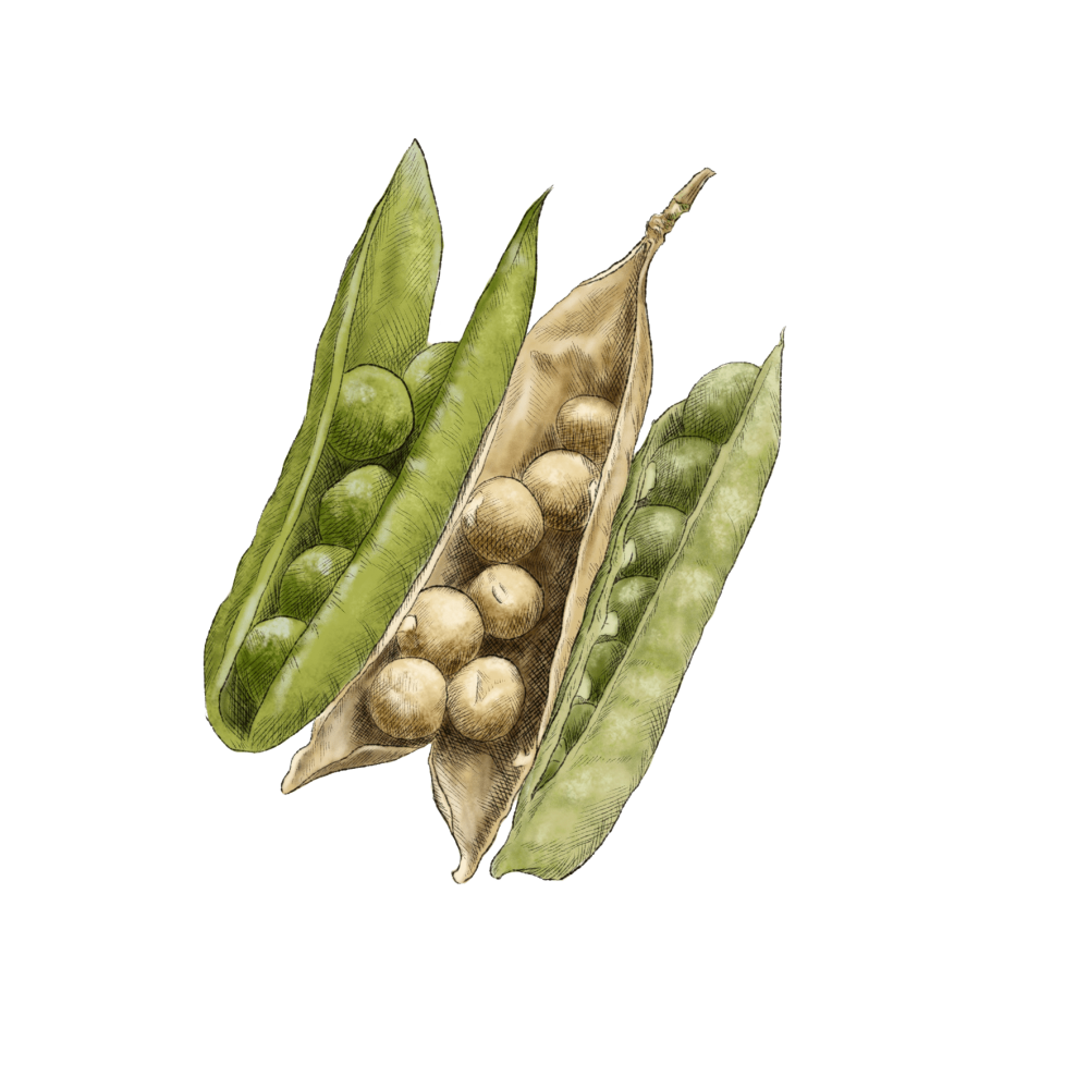 Soybean