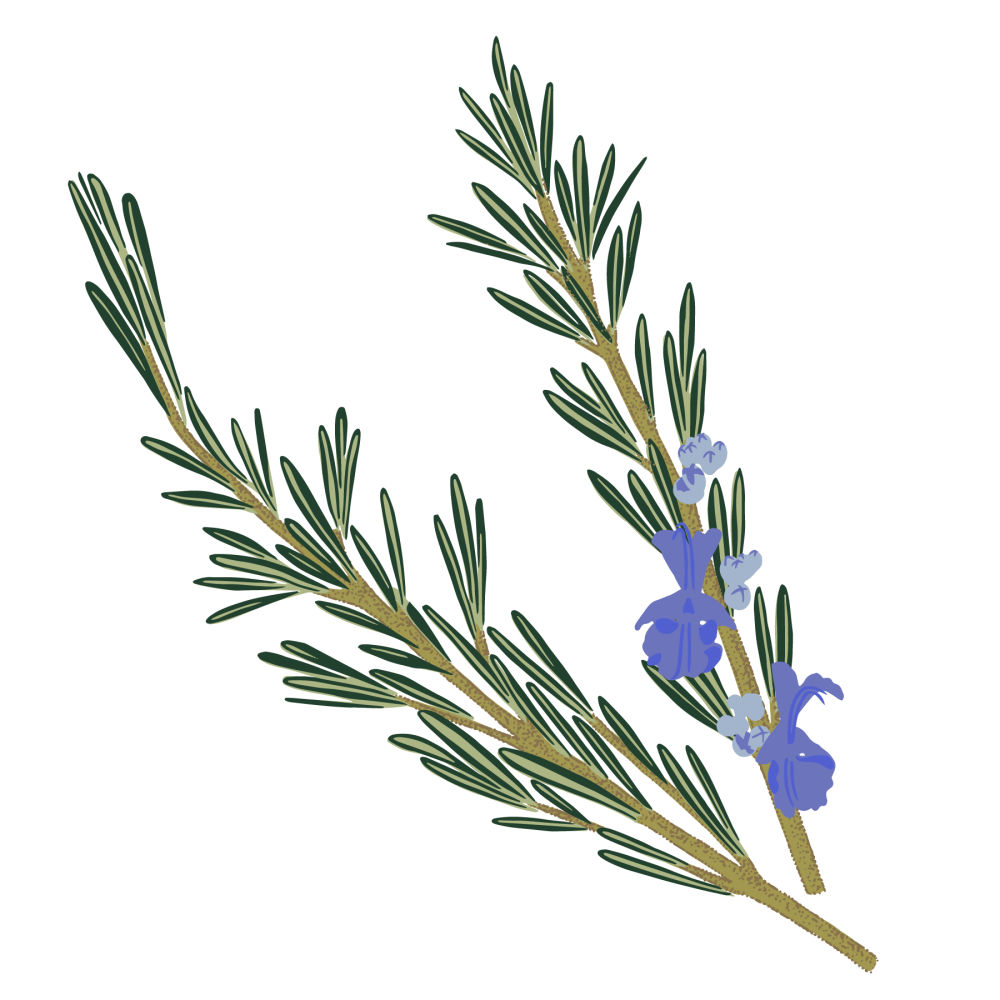 Rosemary