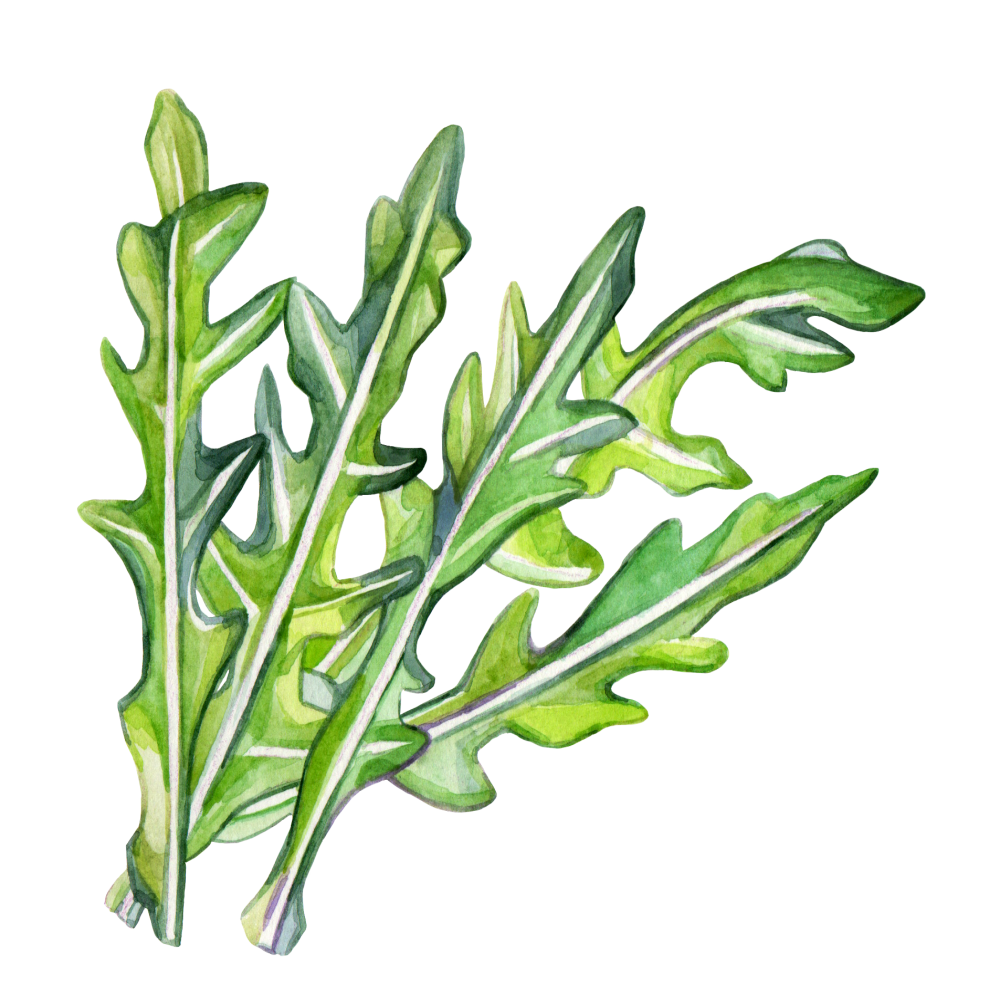 Arugula