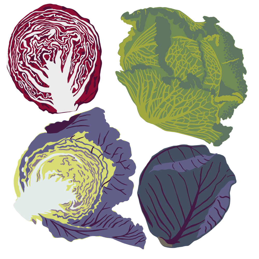 Cabbage