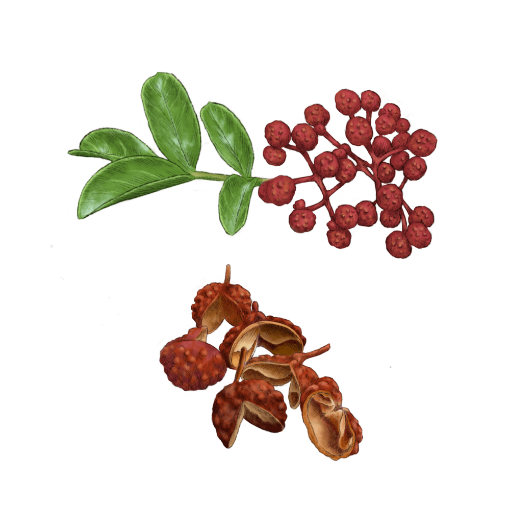 Sichuan Peppercorn