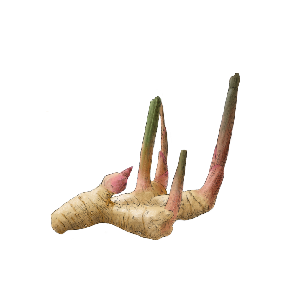 Galangal