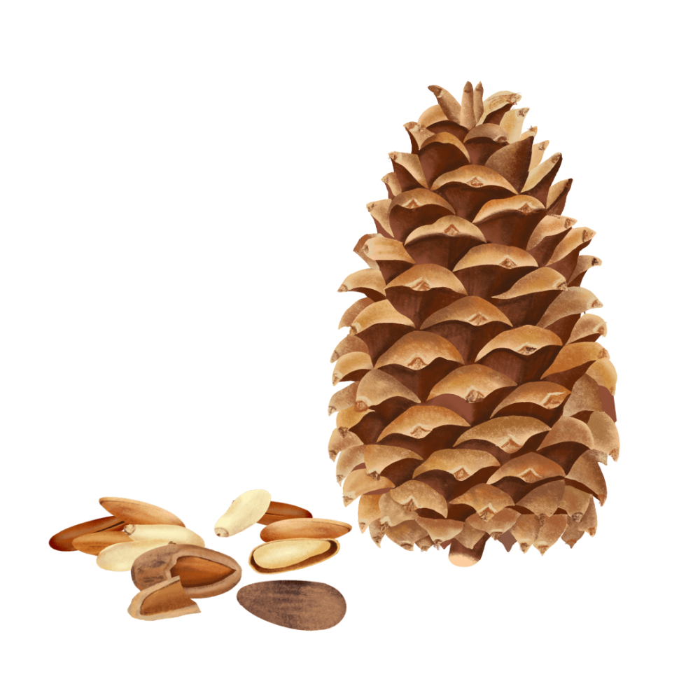 Pine Nut