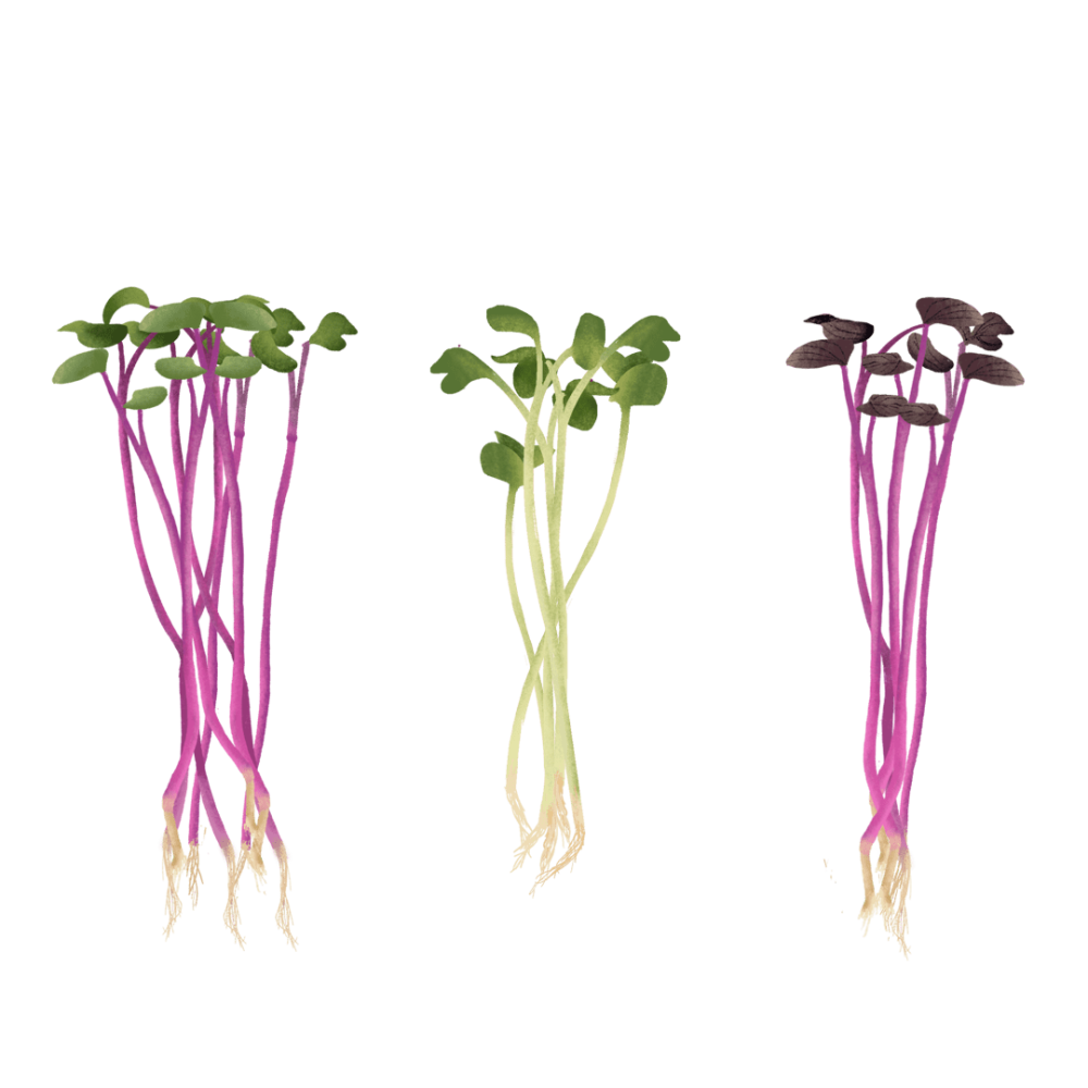 Microgreens