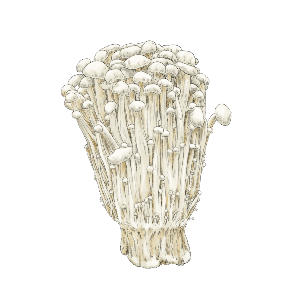 Enoki