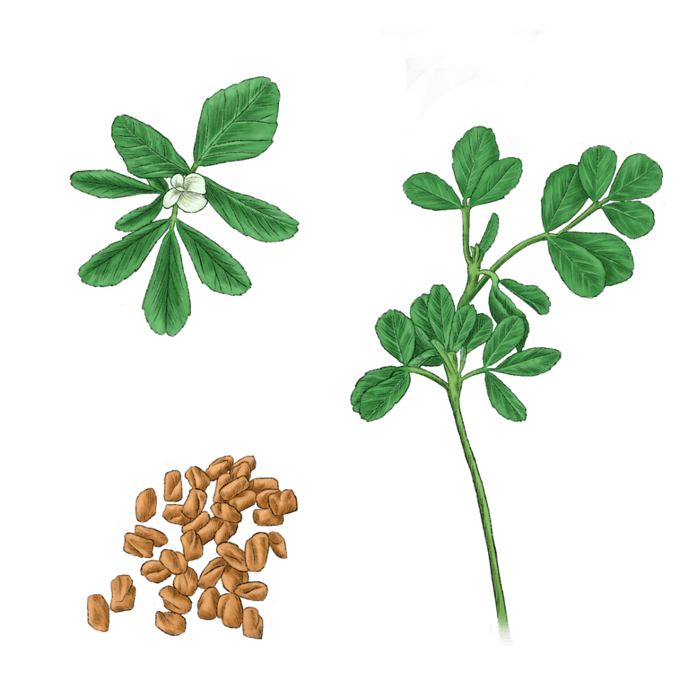 Fenugreek