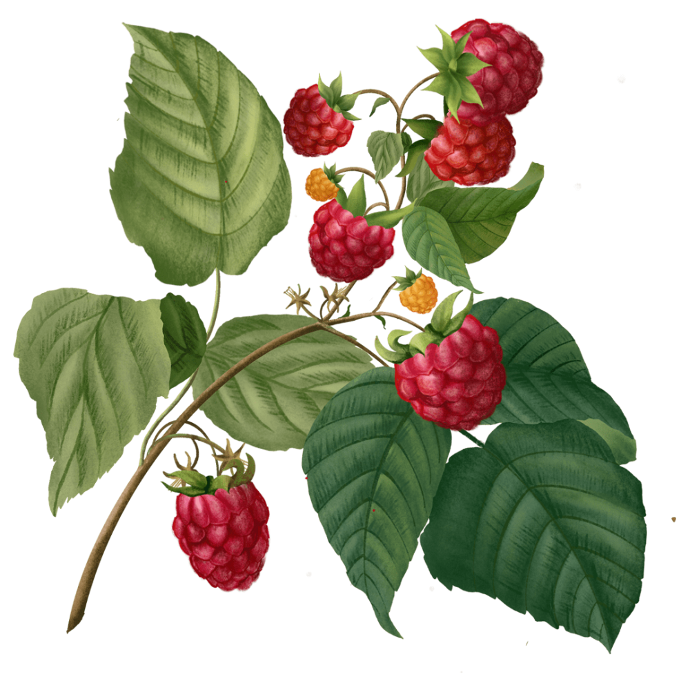 Raspberry