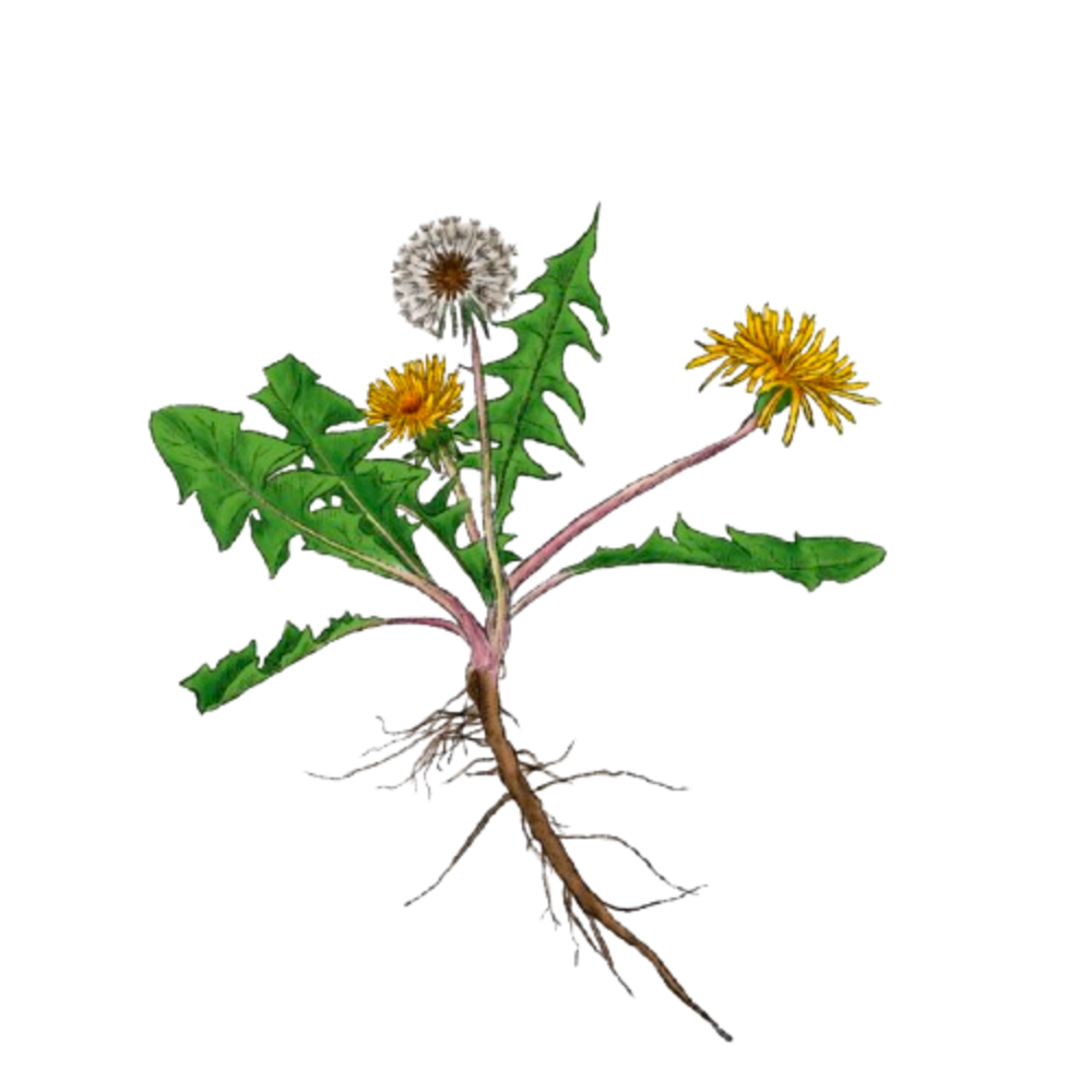 Dandelion