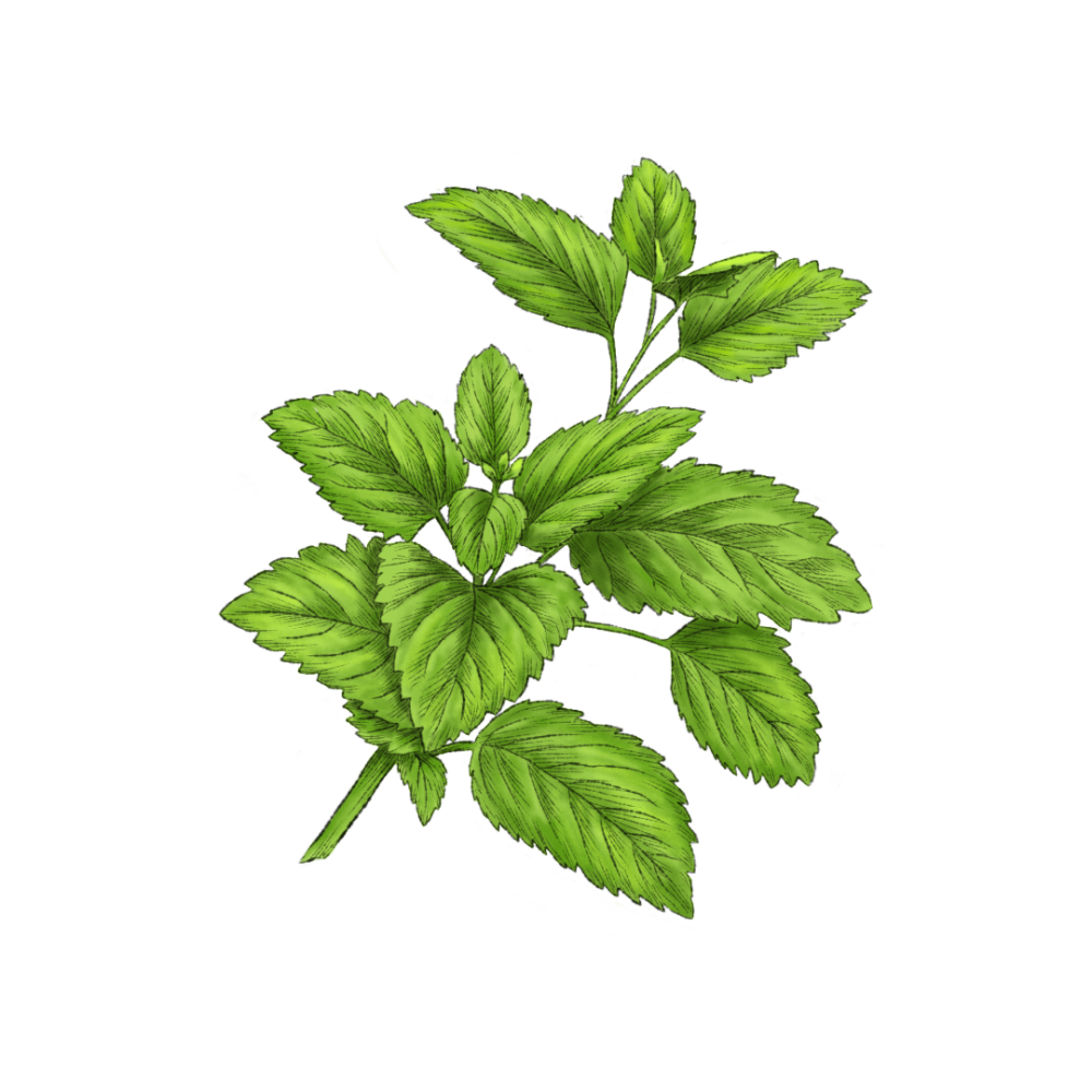 Lemon balm