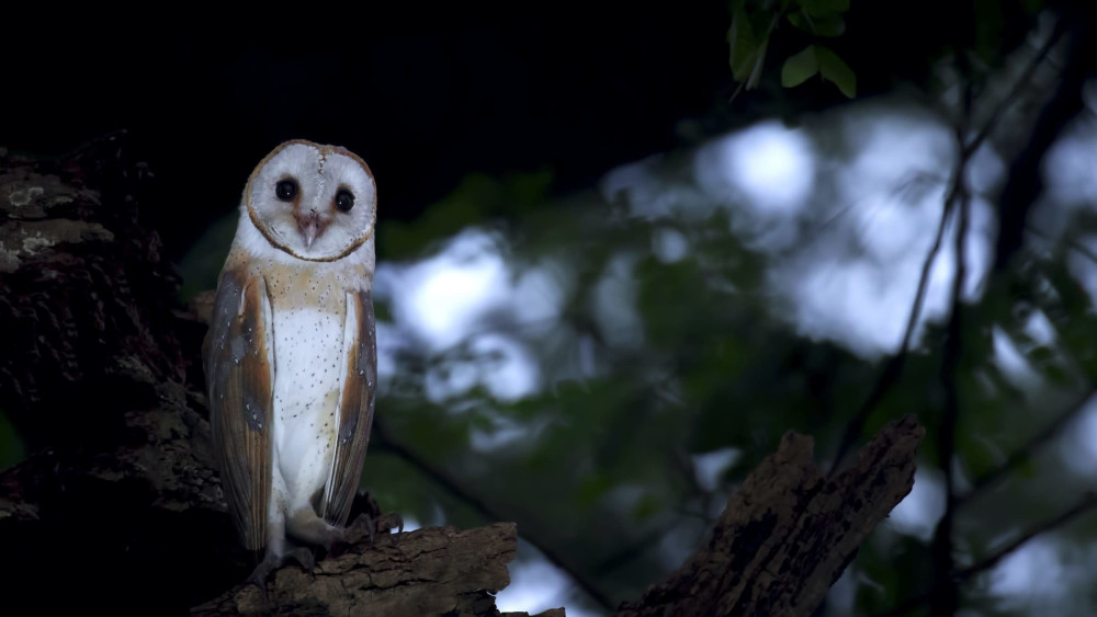 Nest Negotiations: Why Owls Groom Siblings for Food