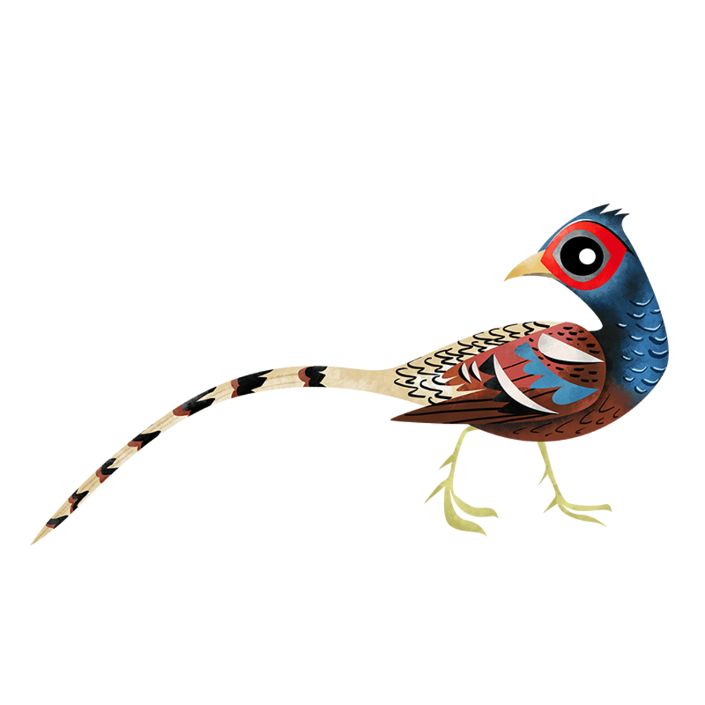 Himalayan quail