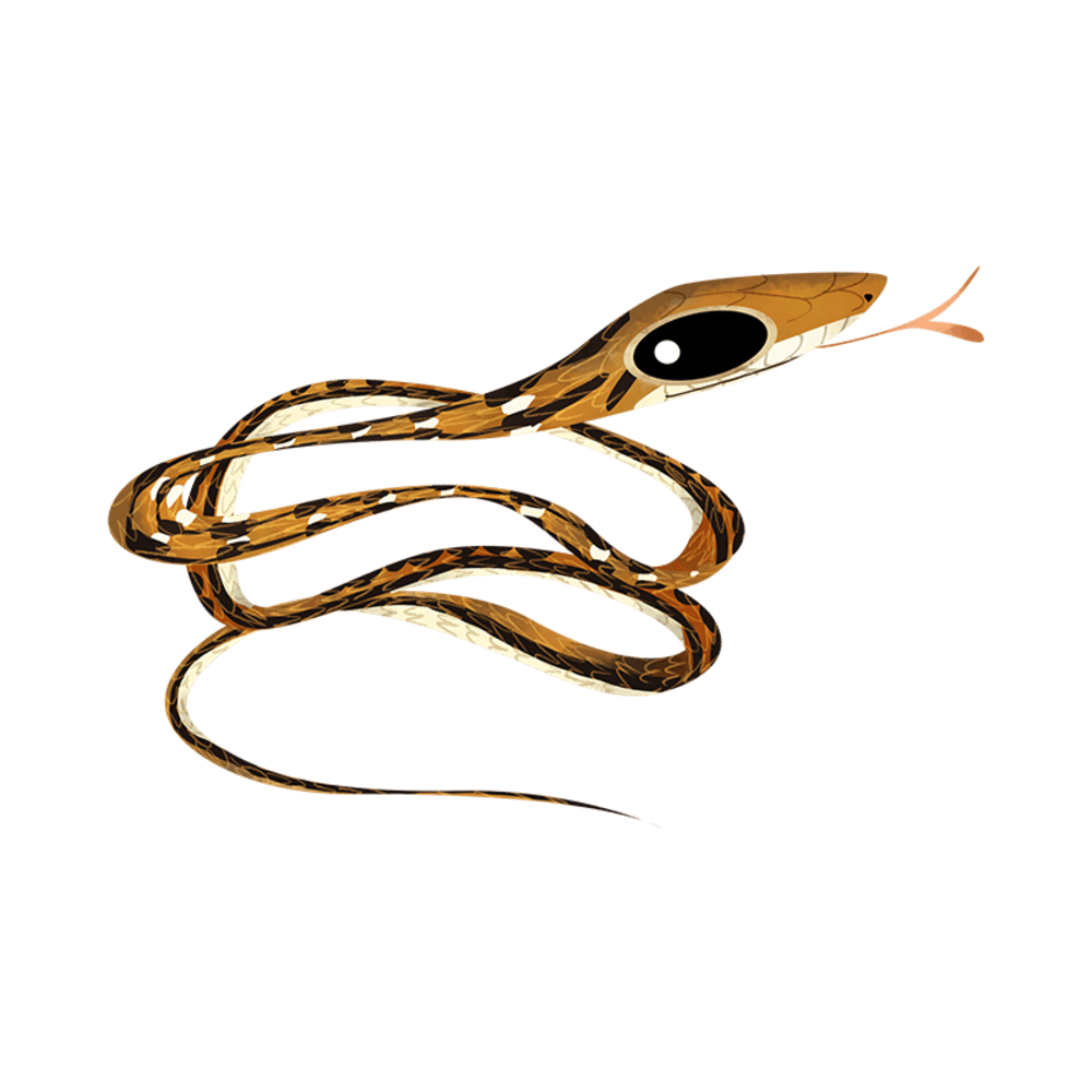 Common trinket snake