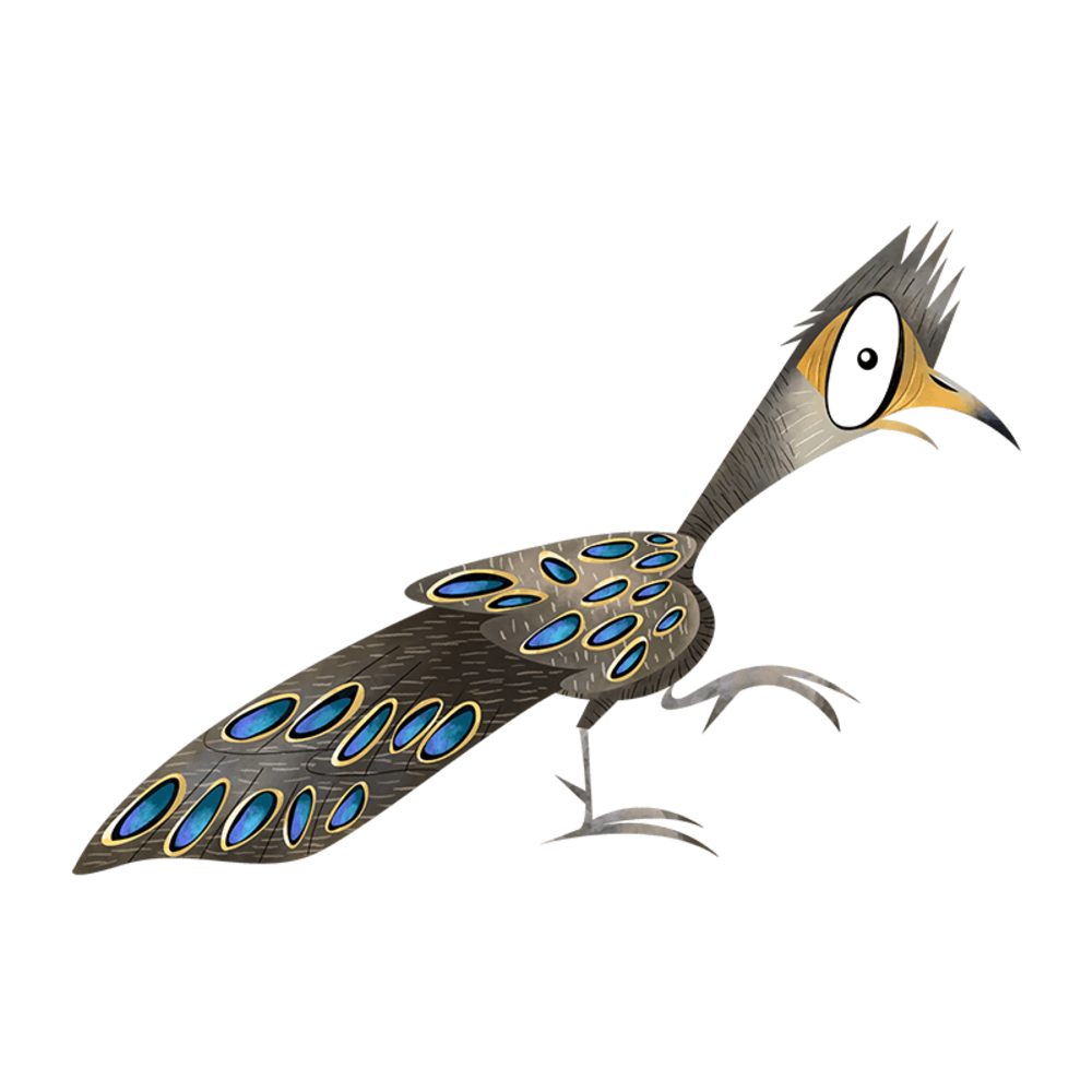 Grey peacock-pheasant