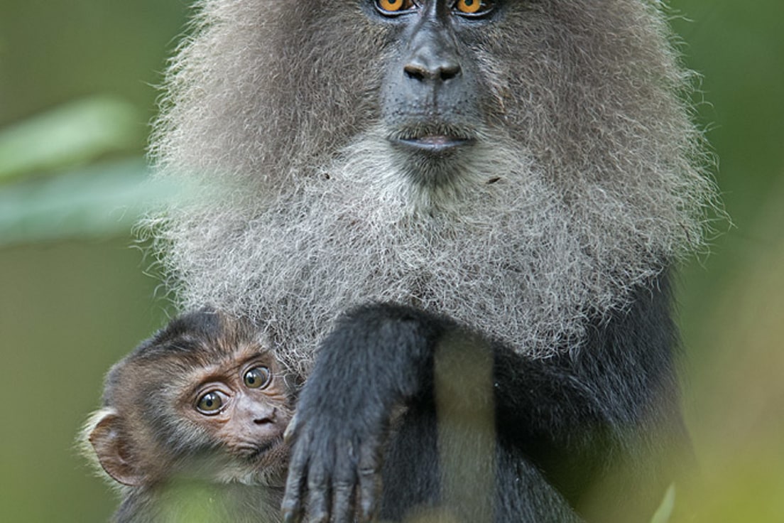 Lion-tailed Macaque: Pride of the Western Ghats I RoundGlass I Sustain Lion-tailed Macaque: Pride of the Western Ghats I RoundGlass I Sustain