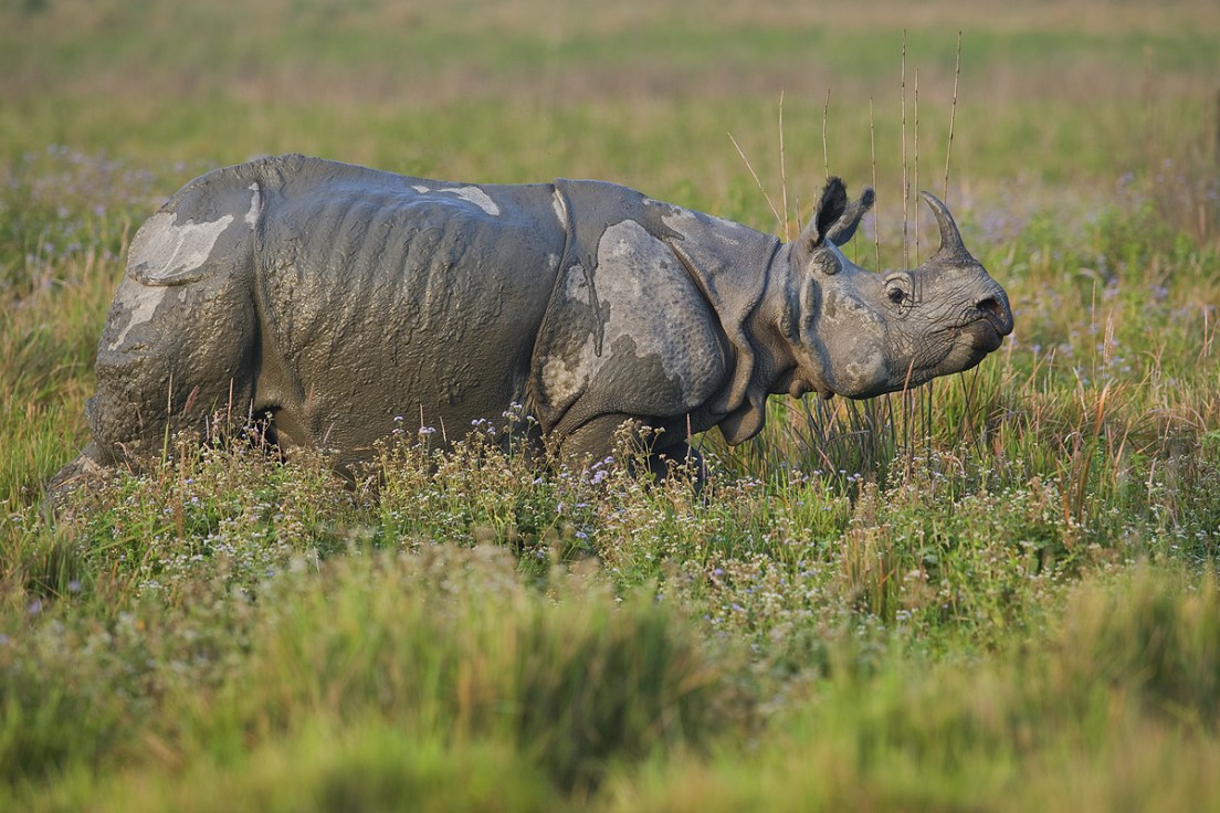 A Year in the Life of Kaziranga's Rhinos I RoundGlass Sustain A Year in the Life of Kaziranga's Rhinos I RoundGlass Sustain