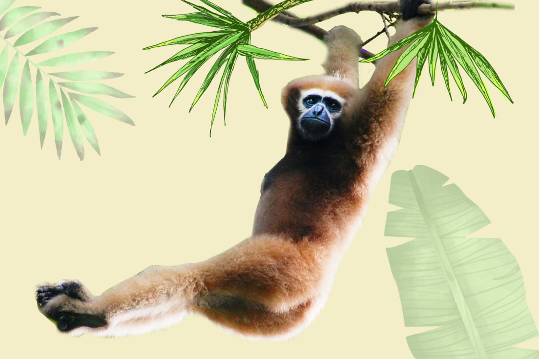Western Hoolock Gibbon: Facts, Habitat, Threats | RoundGlass Sustain Western Hoolock Gibbon: Facts, Habitat, Threats | RoundGlass Sustain