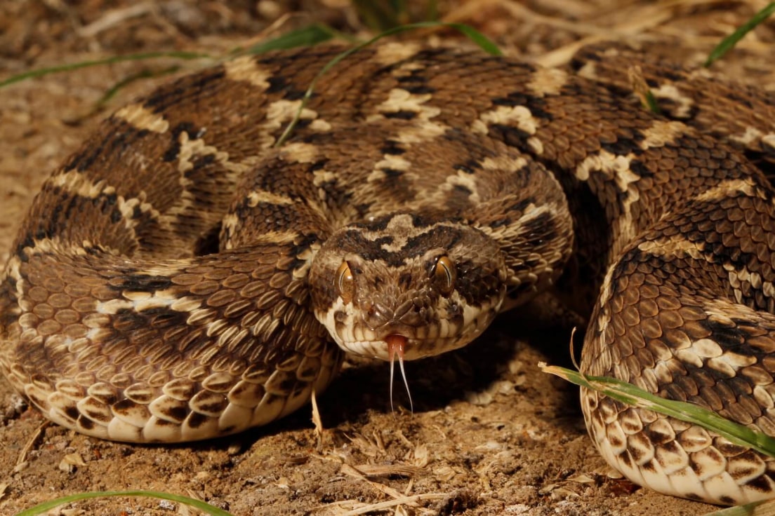 Saw Scaled Viper Small But Deadly Roundglass I Sustain