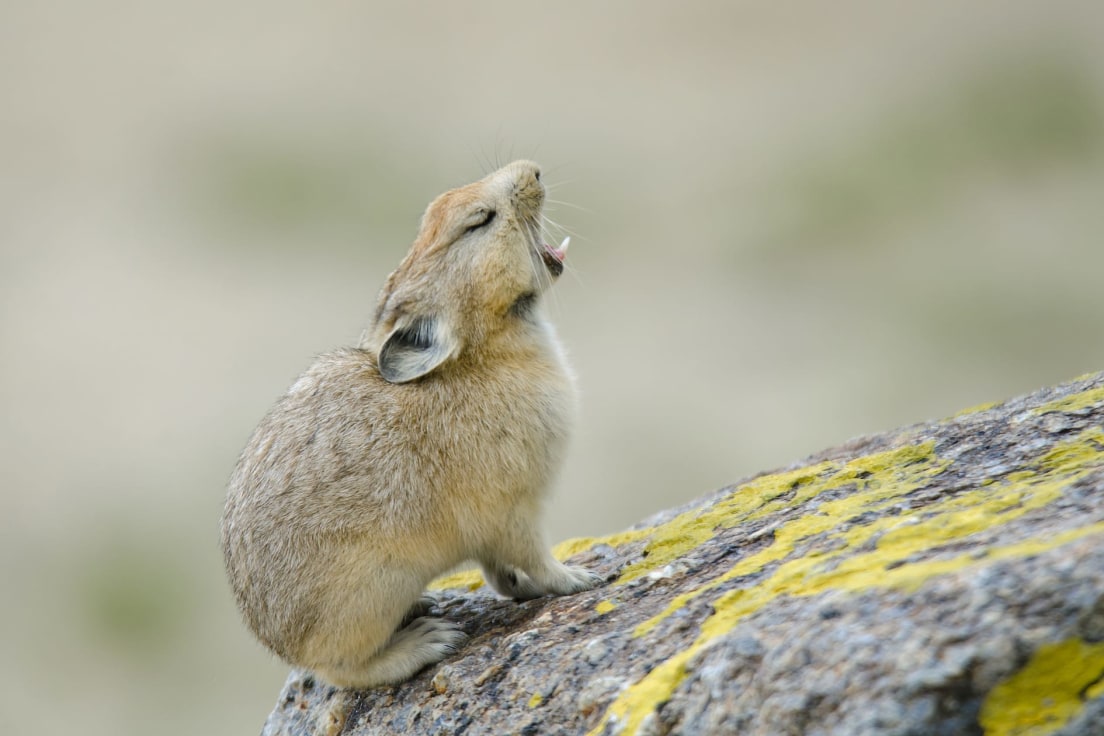 Hop, Skip, Run: The Hardy Pikas of Ladakh, Roundglass