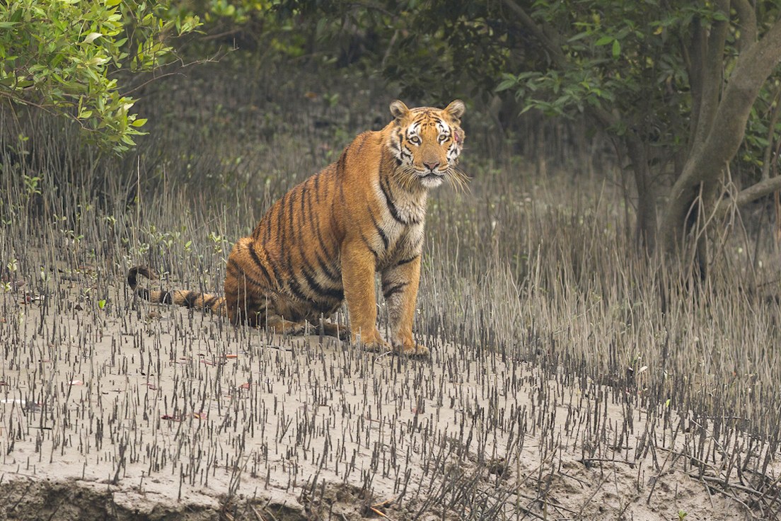 Only 100 tigers left in Bangladesh's famed Sundarbans forest