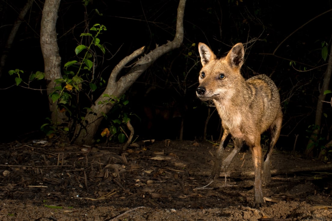 Fantastic Creatures of Coringa Wildlife Sanctuary I RoundGlass Sustain Fantastic Creatures of Coringa Wildlife Sanctuary I RoundGlass Sustain