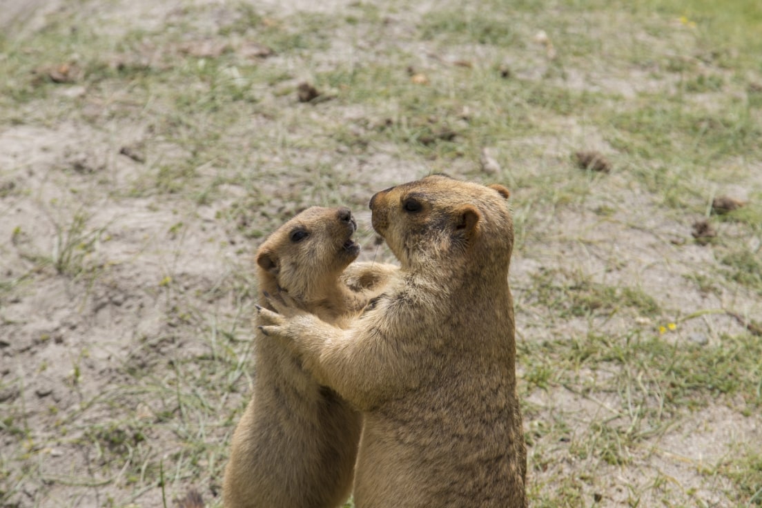 Himalayan Marmot: Facts, Diet, Habitat, Lifespan | RoundGlass Sustain Himalayan Marmot: Facts, Diet, Habitat, Lifespan | RoundGlass Sustain