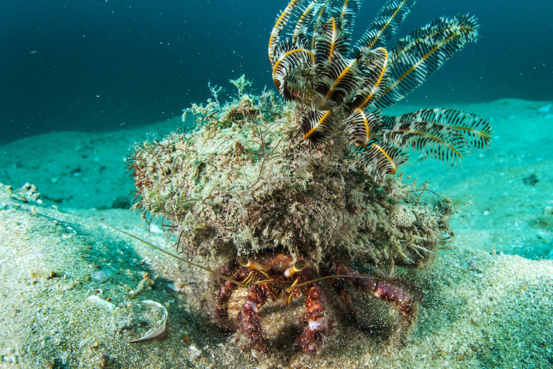 Decorator Crabs