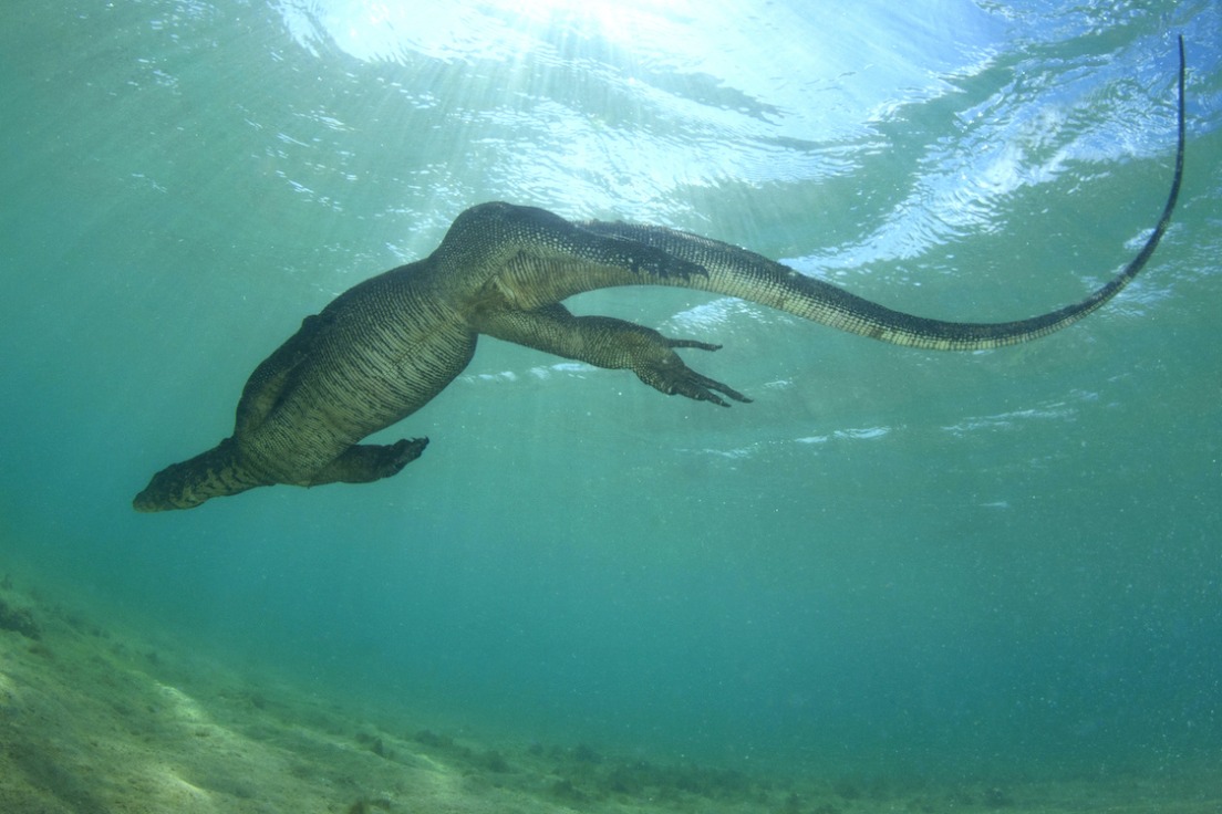 Island Fever: A Lifelong Obsession with the Andaman and Nicobar Islands | RoundGlass Sustain Island Fever: A Lifelong Obsession with the Andaman and Nicobar Islands | RoundGlass Sustain