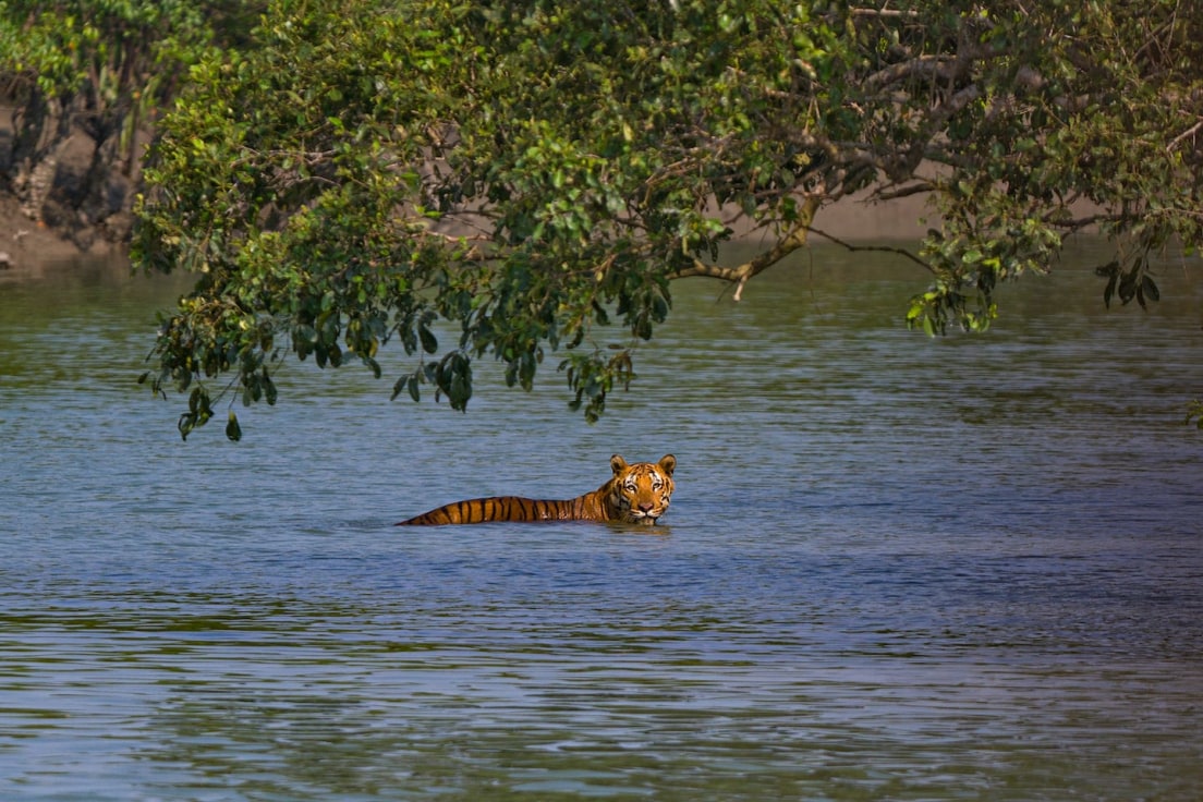 Shadow in the Swamp: The Tiger of Sundarbans I RoundGlass I Sustain Shadow in the Swamp: The Tiger of Sundarbans I RoundGlass I Sustain