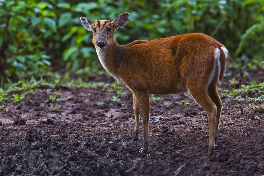 Barking Deer or Indian Muntjac: The Solitary Reaper | RoundGlass Sustain Barking Deer or Indian Muntjac: The Solitary Reaper | RoundGlass Sustain