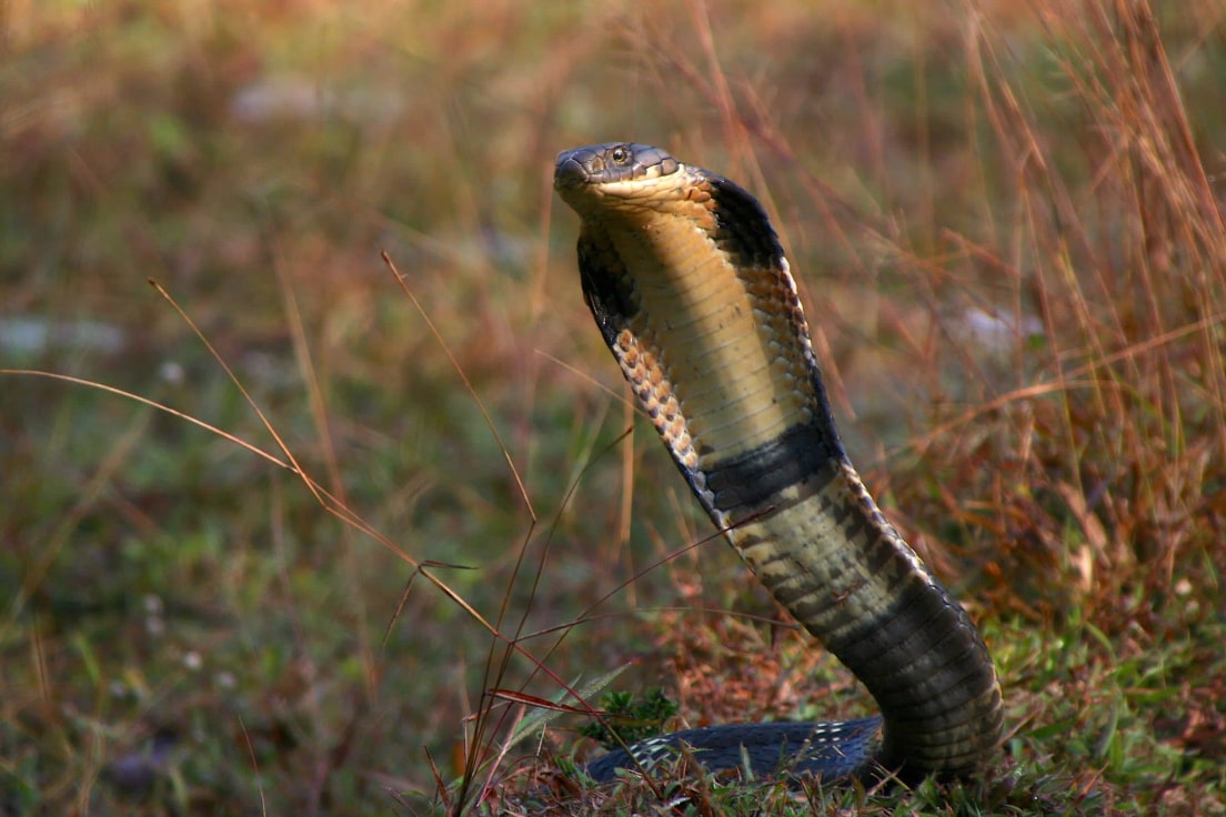 Why King Cobras Kill and Eat Their Own Kind I RoundGlass Sustain